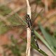 J01_1817 Orthetrum sabina male